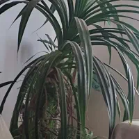 گل پاندانوس|گل و گیاه طبیعی|اصفهان, شهرک کاوه|دیوار