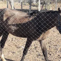 مادیان کرد چهار ساله