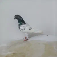 کبوتر غریب گیری