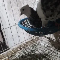 کبوتر طوقی|پرنده|پاوه, |دیوار