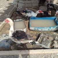 اردک اسرائیلی