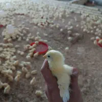 جوجه گوشتی نژاد راس 10 روزه