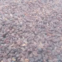 سایه خشک و کشمش