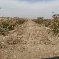 باغ پسته 4.5 هکتار نزدیک مشهد