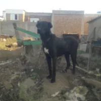 ماده سرابی اصل خوش هیکل و قد بلند