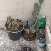 گیاه کاکتوس توافق یا معاوضه باگیاه آپارتمان و...|گل و گیاه طبیعی|قم, آذر (نکویی)|دیوار