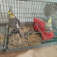 عروس هلندی یک جفت