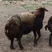 گوسفندنر گوشت خالص|حیوانات مزرعه|قزوین, |دیوار