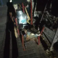 شیردوش در حدنو