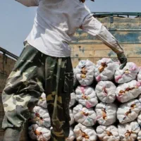 اجرای بار زدن سیب زمینی با اکیپ