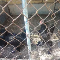 خروس جوان|حیوانات مزرعه|بندر امام خمینی, |دیوار