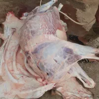 قصاب ماهر با پیش از سی سال سابقه