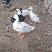 ۴ عدد اردک ۲ ماهه