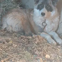 سگ محلی|سگ|شاهرود, |دیوار