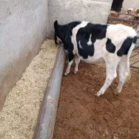 گوساله ماده