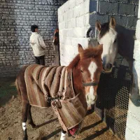 کره اسب کرد|اسب و تجهیزات اسبسواری|صباشهر, |دیوار