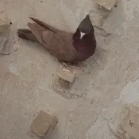 رنگی|پرنده|شیراز, شهرک سراج‎|دیوار