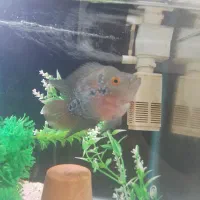 فلاور و گورخری