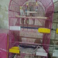 عروس هلندی جفت مولد|پرنده|ساوه, |دیوار