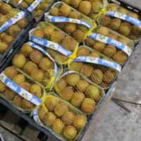 جذب سرمایه جهت صادرات میوه|استخدام مالی، حسابداری، حقوقی|ارومیه, |دیوار