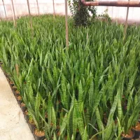 فروش گلدان  طبیعی باغچه ای و آپارتمانی عمده