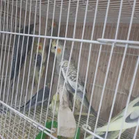 طوطی عروس|پرنده|سبزوار, توحیدشهر|دیوار