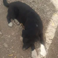 سگ دستاموز|سگ|محلات, |دیوار