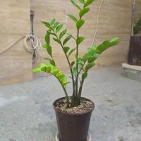 فروش چند گلدان طبیعی و سالم|گل و گیاه طبیعی|قم, باجک سه|دیوار