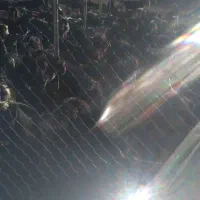 فروش بز|حیوانات مزرعه|سیوان, |دیوار