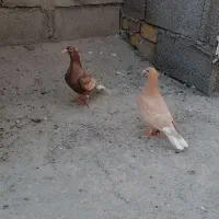 کارل میوملز کاکلی دم سفید عتیقه|پرنده|مه ولات, |دیوار