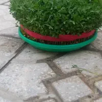 سبزه|گل و گیاه طبیعی|کرمانشاه, |دیوار