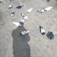 کفتر پرشی شهرستان|پرنده|رضویه, |دیوار