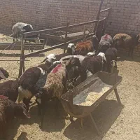 8راس میش زاییده درجه یک