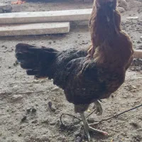 مرغ لاری  نسل هزار|پرنده|بهشهر, |دیوار