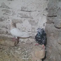 کبوتر|پرنده|قوچان, |دیوار