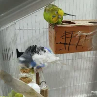 مرغ عشق جفت کار داده و تک