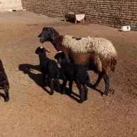 گوسفند دوقلوزا نژاد اصیل شال افشار