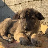 توله سگ سرابی اصیل ذات قدیم