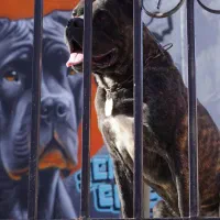 کن کورسونرجهت جفت یابی