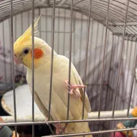 عروس هلندی لوتینو