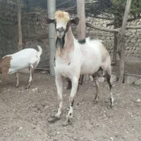 نری کراجی