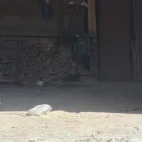 به یک نجار نیمه ماهر و ضدآب absکارنیازمندیم درسازی