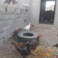 مرغ و خروس لاری|حیوانات مزرعه|بافق, |دیوار