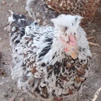 مرغ گلین|حیوانات مزرعه|پاکدشت, پاکدشت (مامازند)|دیوار