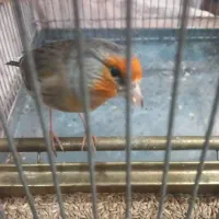 سهره قناری لربخون دهن پاک