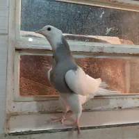 جوجه طوق الماسی عتیقه