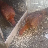 مرغ وخروس لاری|حیوانات مزرعه|مریوان, |دیوار