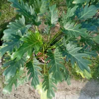 گل آپارتمانی|گل و گیاه طبیعی|لاهیجان, شهرک جانبازان|دیوار