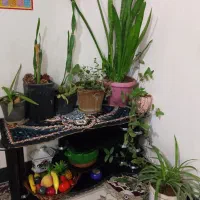 گل طبیعی و میوه مصنوعی