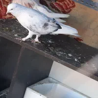 کفتر|پرنده|رودهن, |دیوار